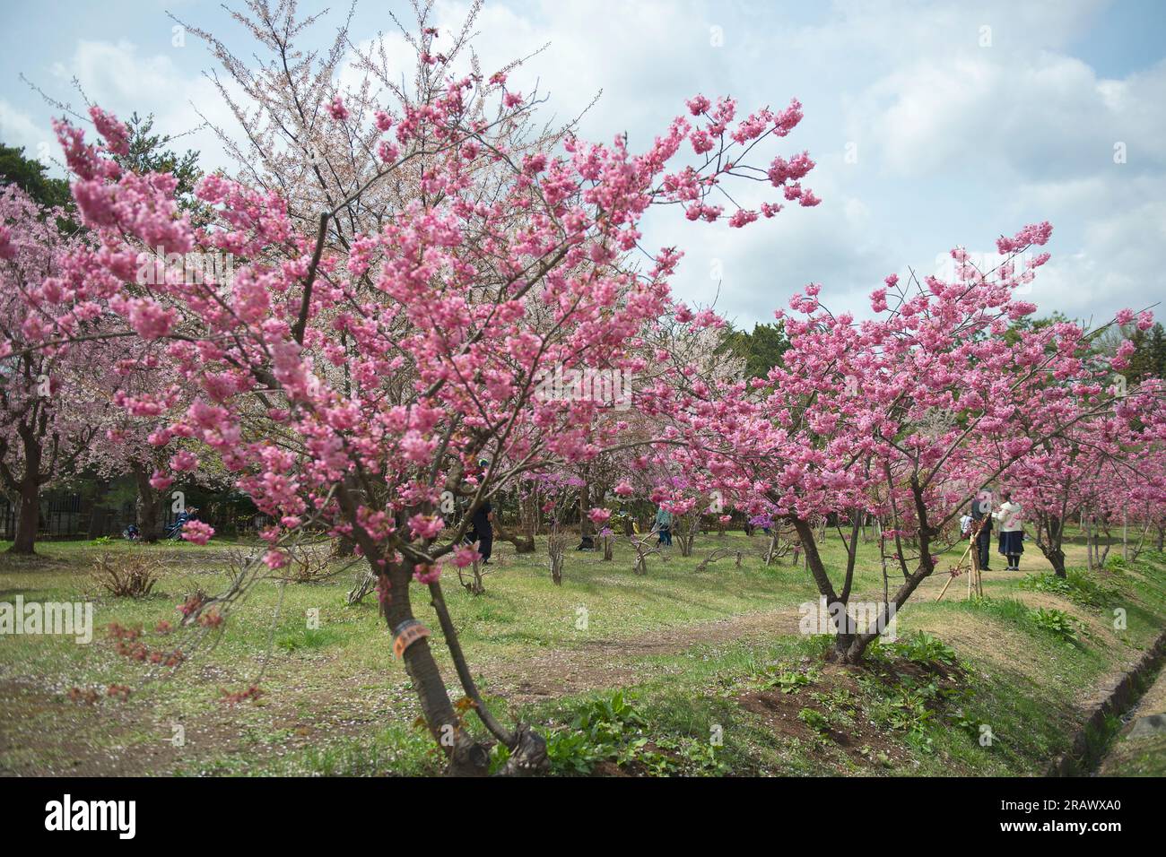 Cherry trees with pink flowers in the park. Cherry blossom festival in the beautiful morning sun of spring Stock Photo