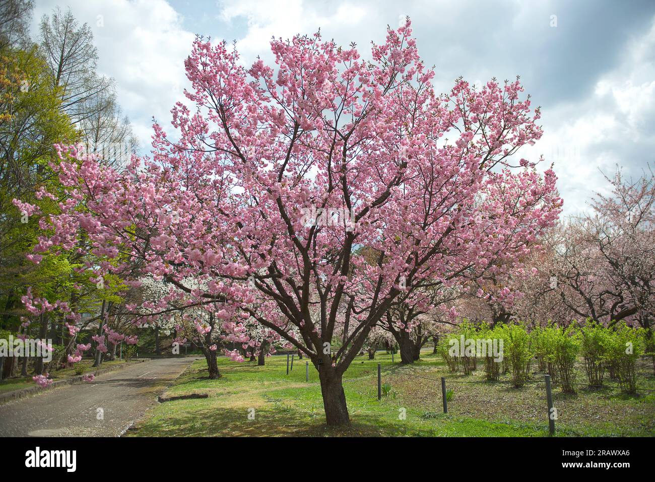 Cherry trees with pink flowers in the park. Cherry blossom festival in the beautiful morning sun of spring Stock Photo