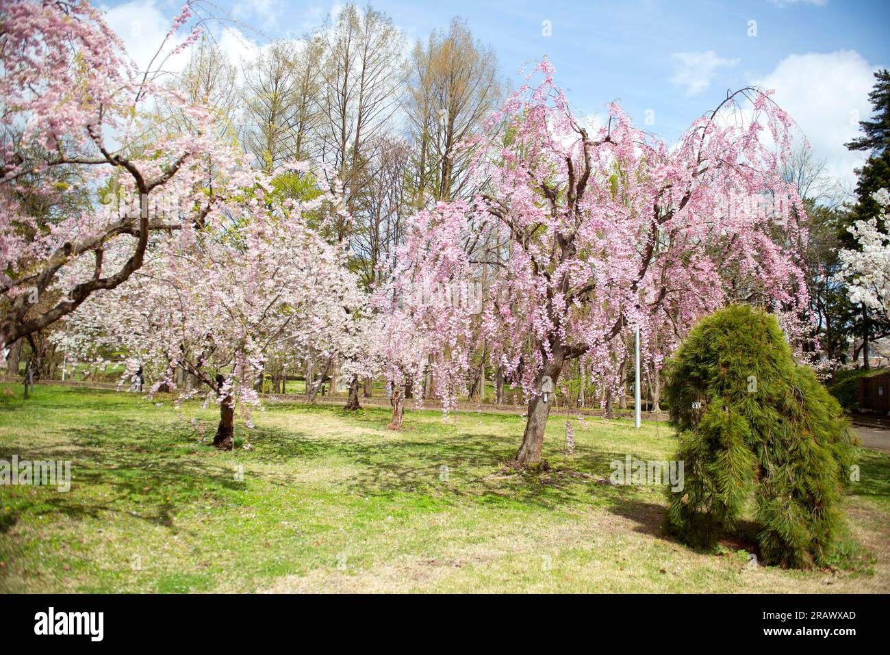 Cherry trees with pink flowers in the park. Cherry blossom festival in the beautiful morning sun of spring Stock Photo