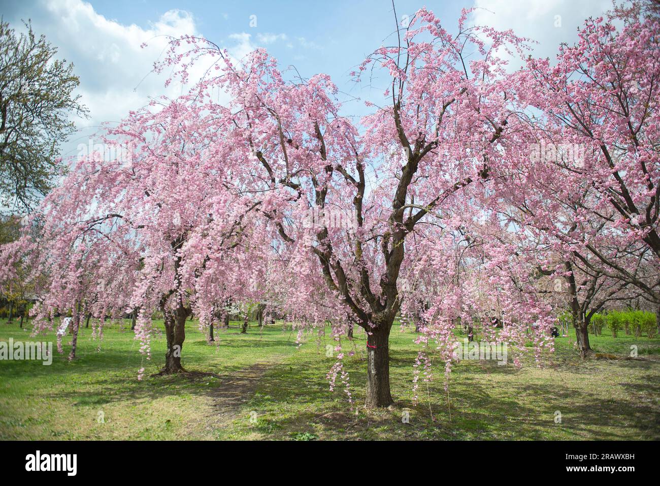 Cherry trees with pink flowers in the park. Cherry blossom festival in the beautiful morning sun of spring Stock Photo