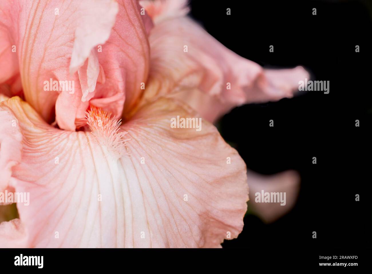 Close up of a Peach Colored Iris Flower  with Shallow depth of Field Stock Photo