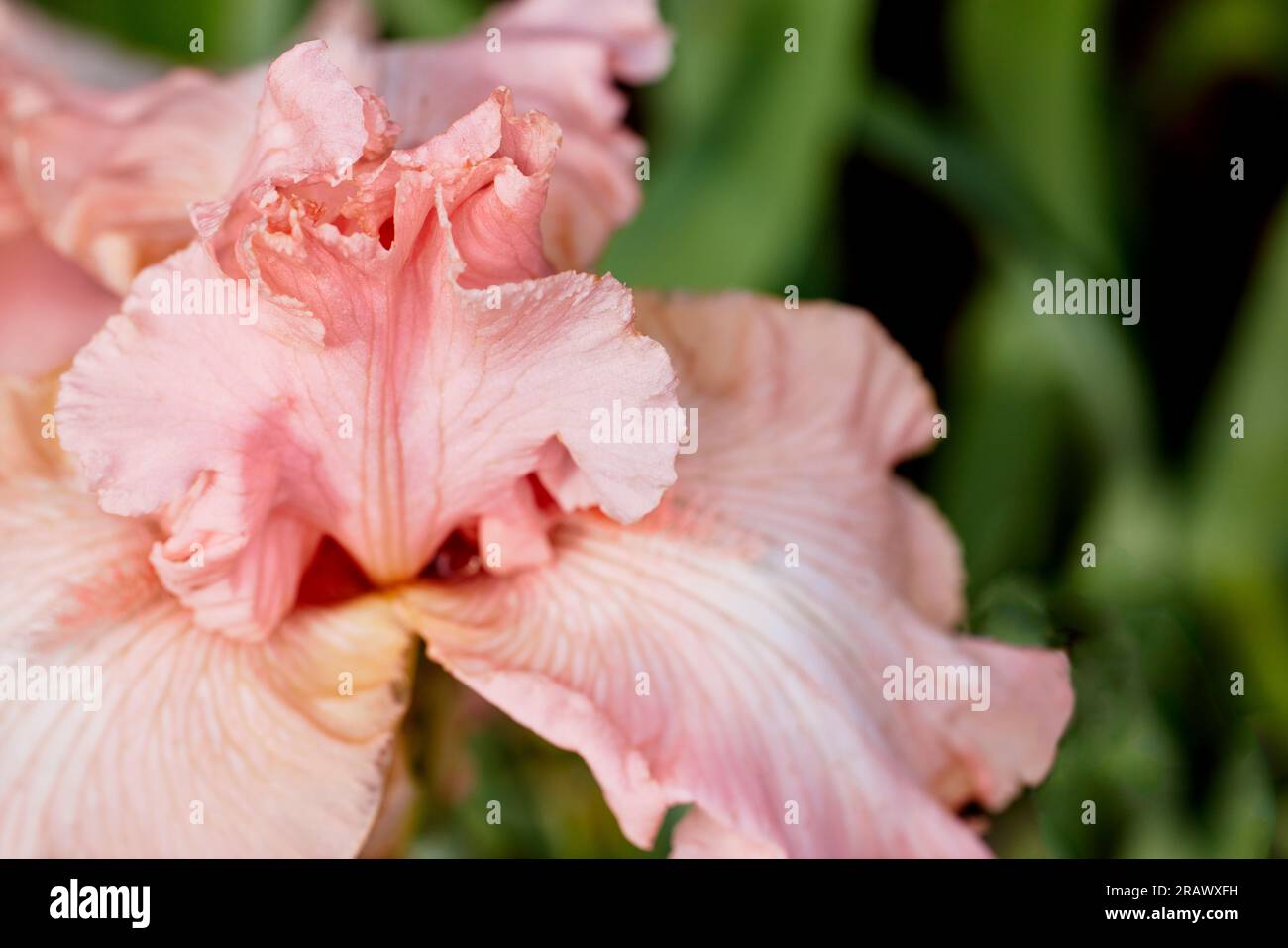 Close up of a Peach Colored Iris Flower  with Shallow depth of Field Stock Photo
