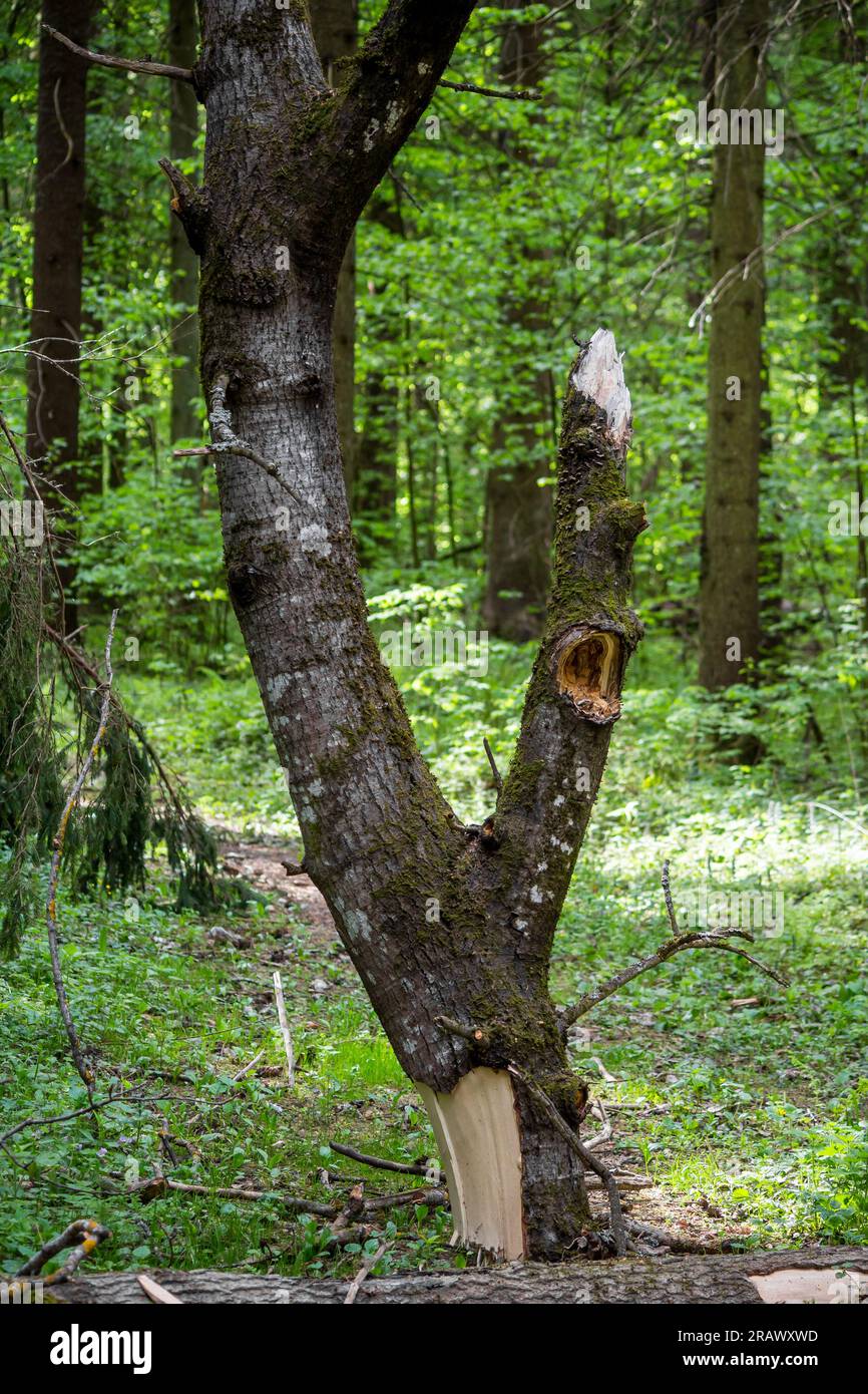 A large broken tree branch stuck in the ground Stock Photo Alamy