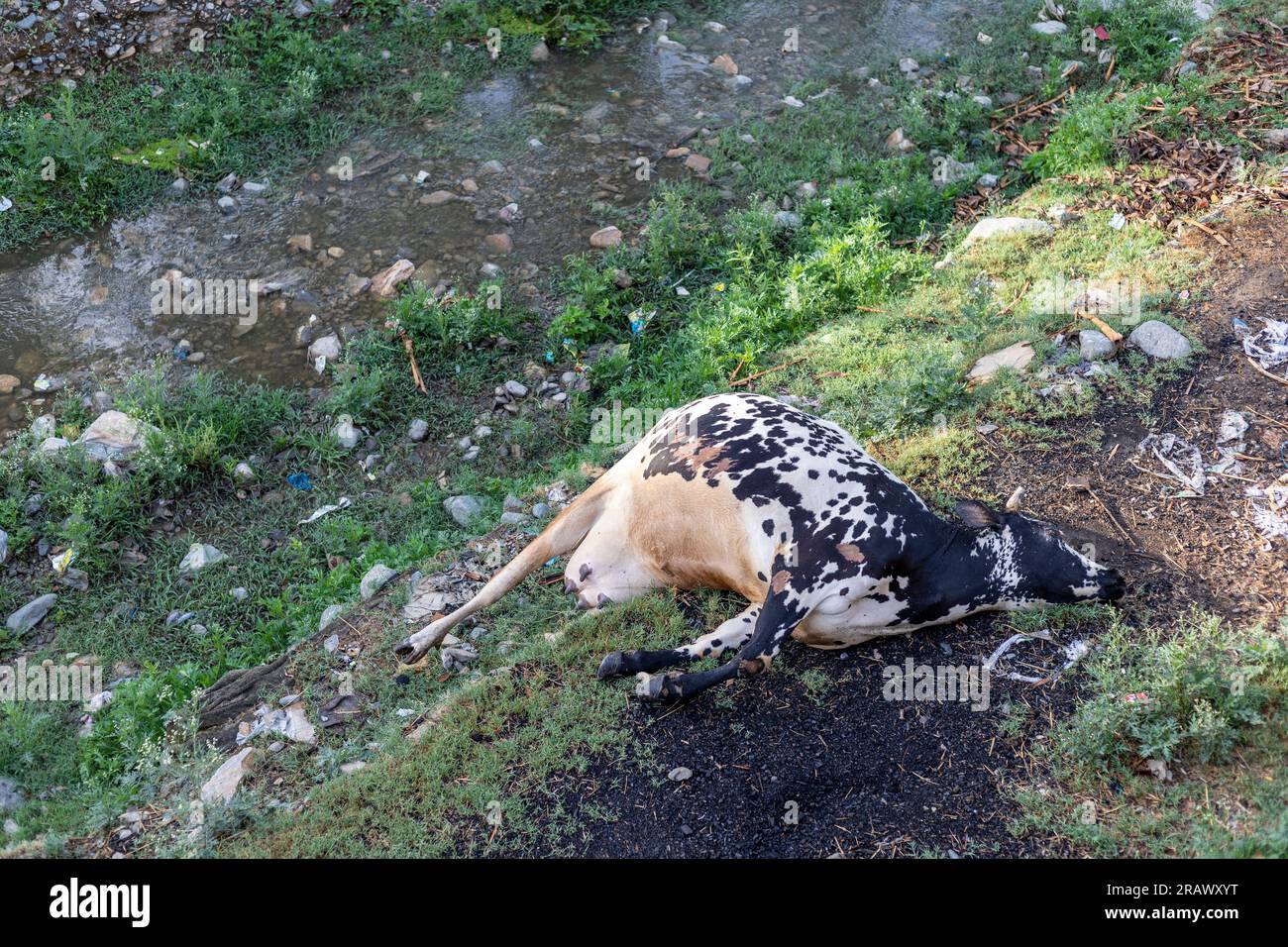 Dead cow lying on the ground near a water stream Stock Photo