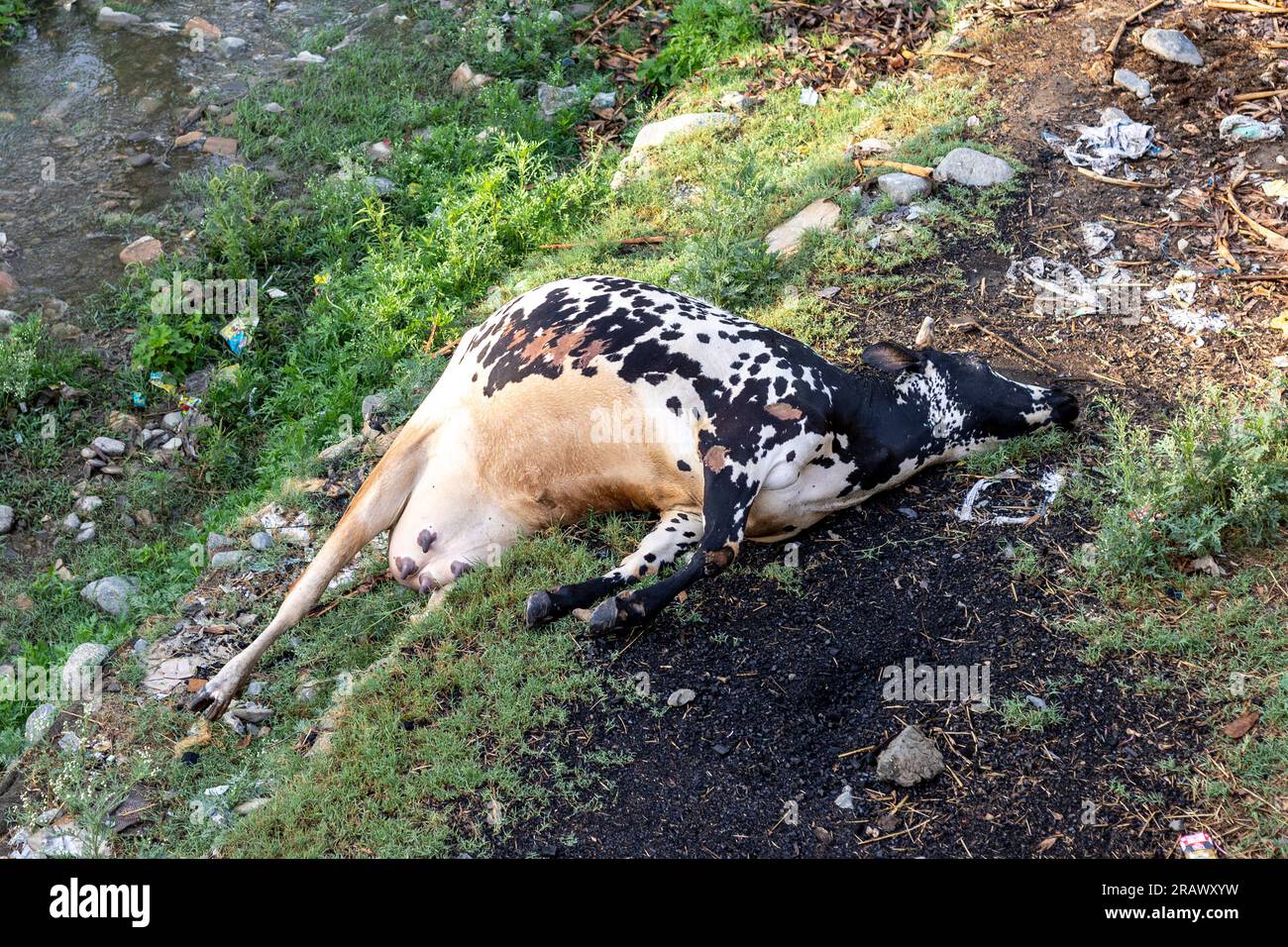 Black and white dead cow laying on the ground closeup Stock Photo