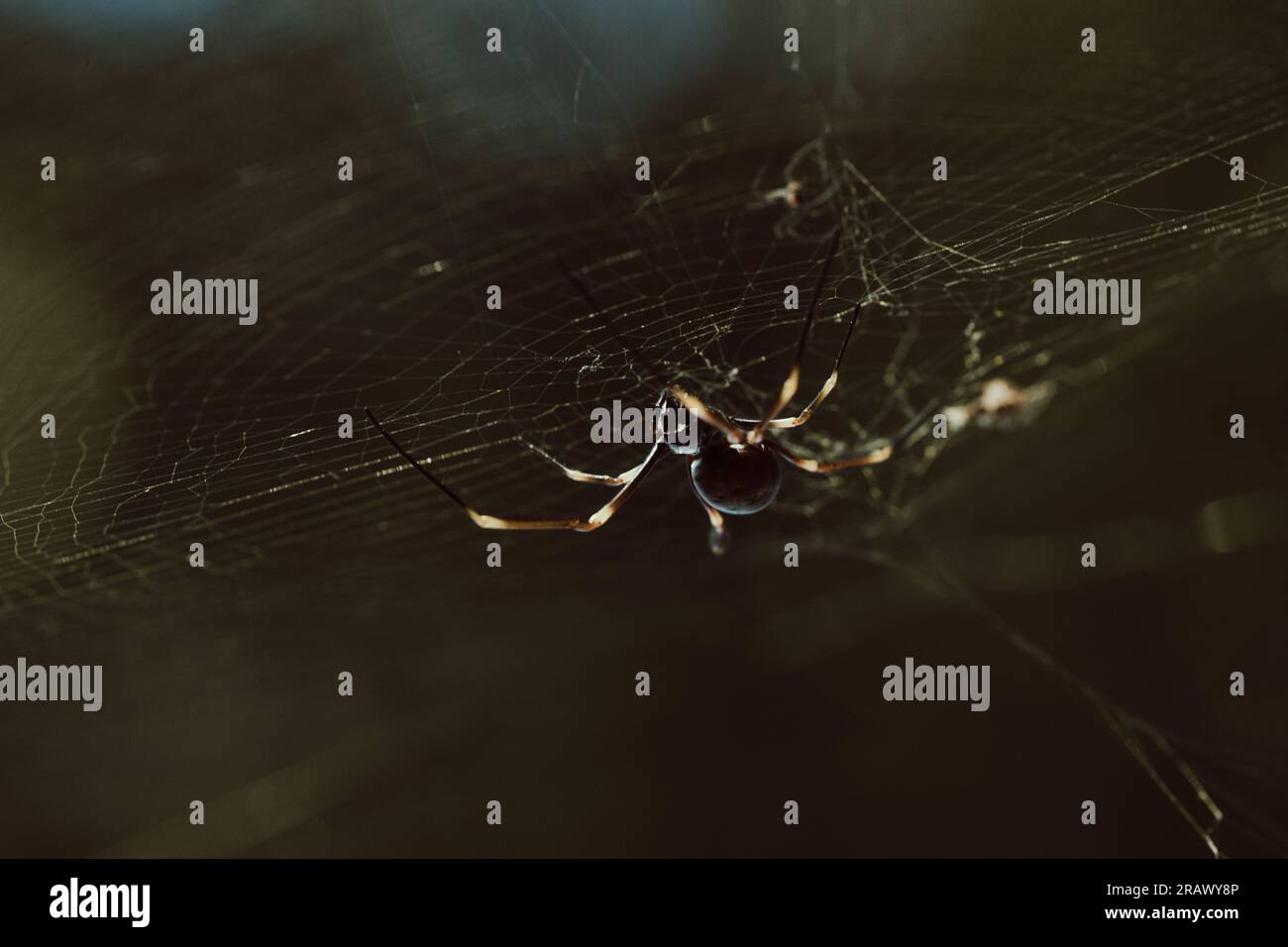 A spider delicately weaves its intricate web, showcasing its remarkable craftsmanship and natural beauty. Stock Photo