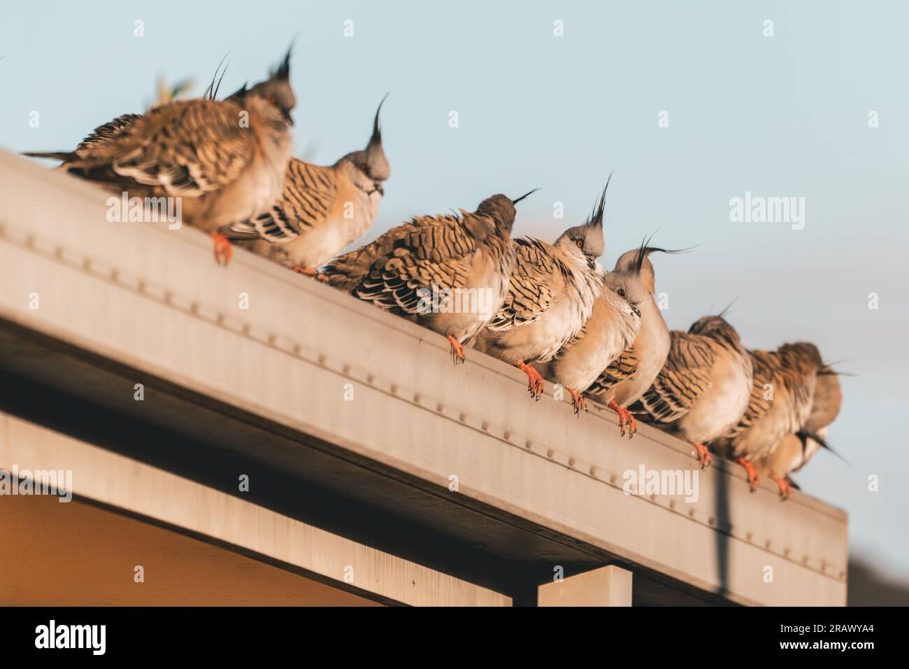 A flock of crested pigeons gracefully perches on a roof, their vibrant crests adding a touch of elegance to the scene. Stock Photo