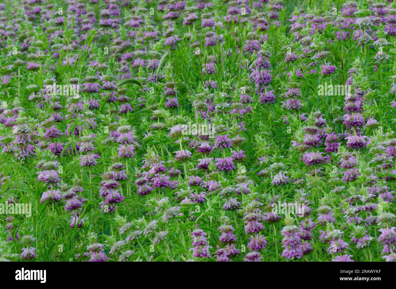 Lemon Beebalm, Monarda citriodora Stock Photo - Alamy