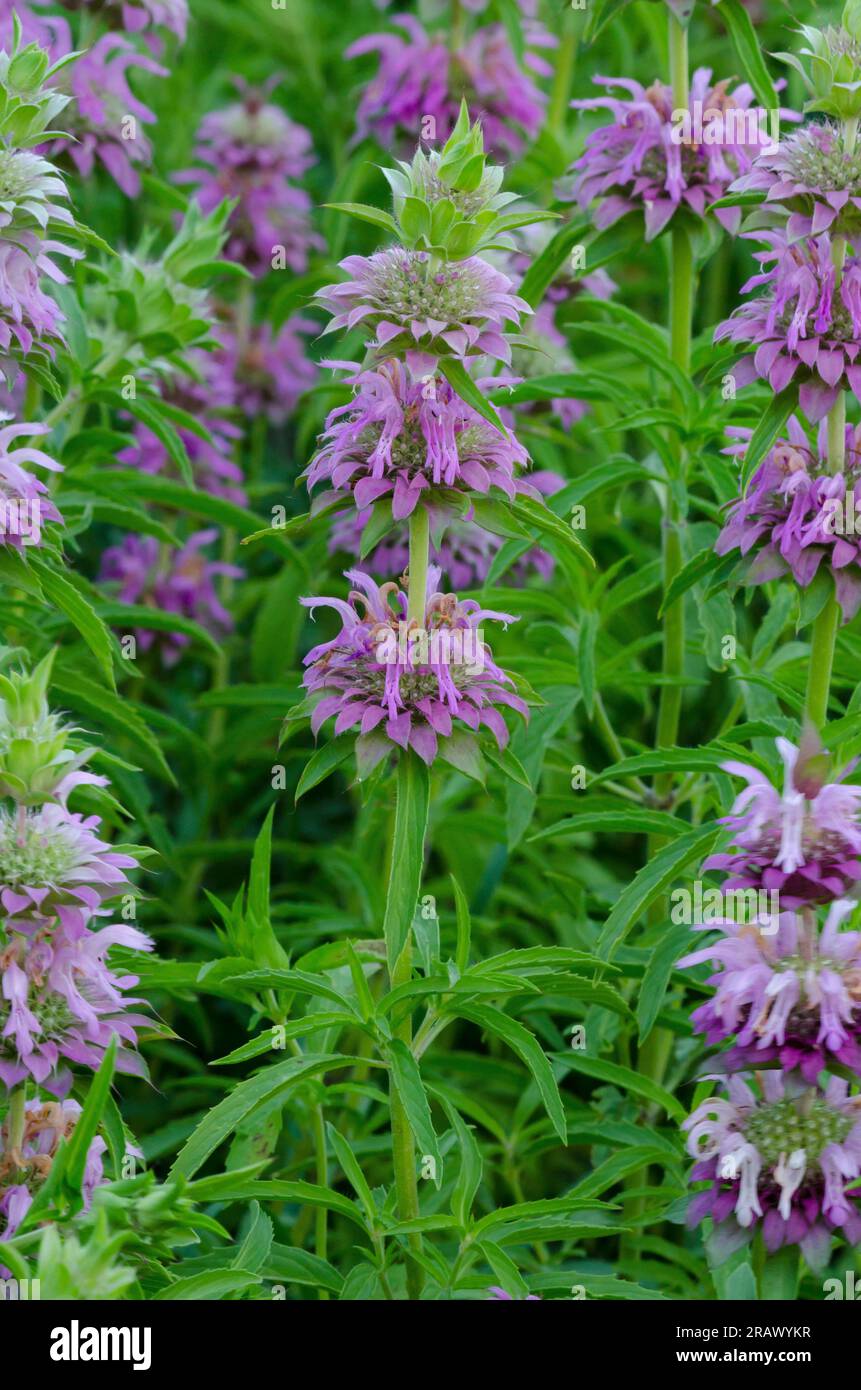 Lush Lemon Bee Balm Wallpaper in 4K Lush Lemon Bee Balm Wallpaper in 4K