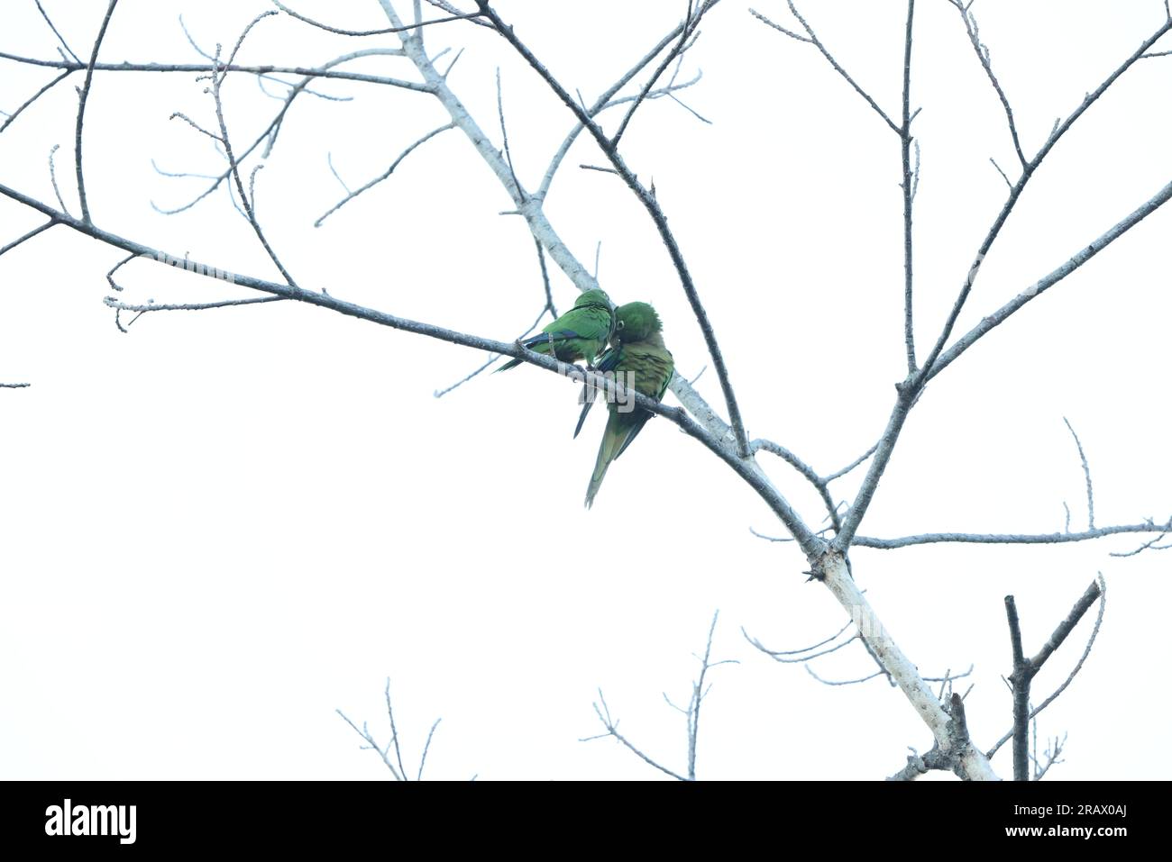 yellow-billed amazon (Amazona collaria), also called the yellow-billed parrot or Jamaican amazon Stock Photo