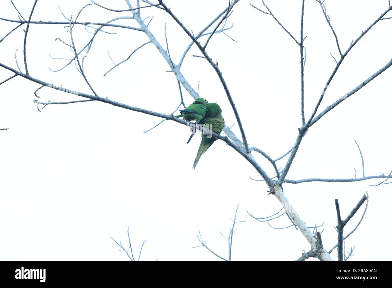 yellow-billed amazon (Amazona collaria), also called the yellow-billed parrot or Jamaican amazon Stock Photo