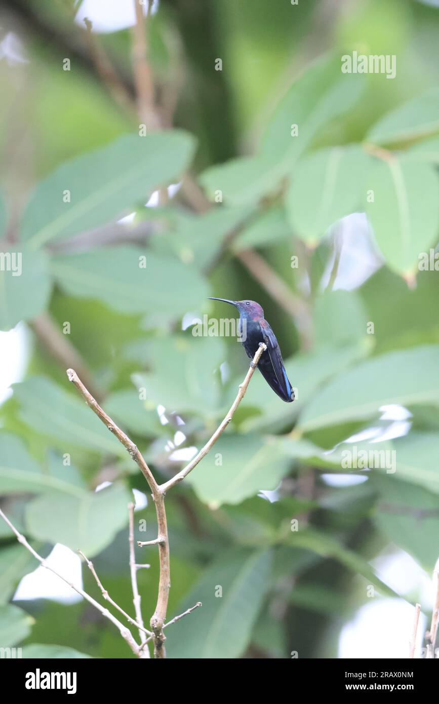 Jamaican Mangos  or Black Mango Hummingbirds (Anthracothorax mango)  in Jamaica Stock Photo