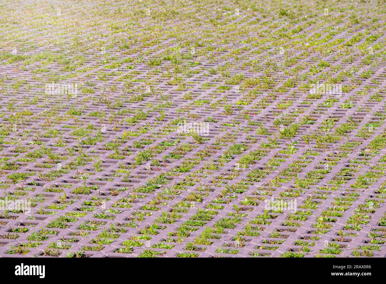 Green grass growing through the cobble stones, outdoor garden flooring