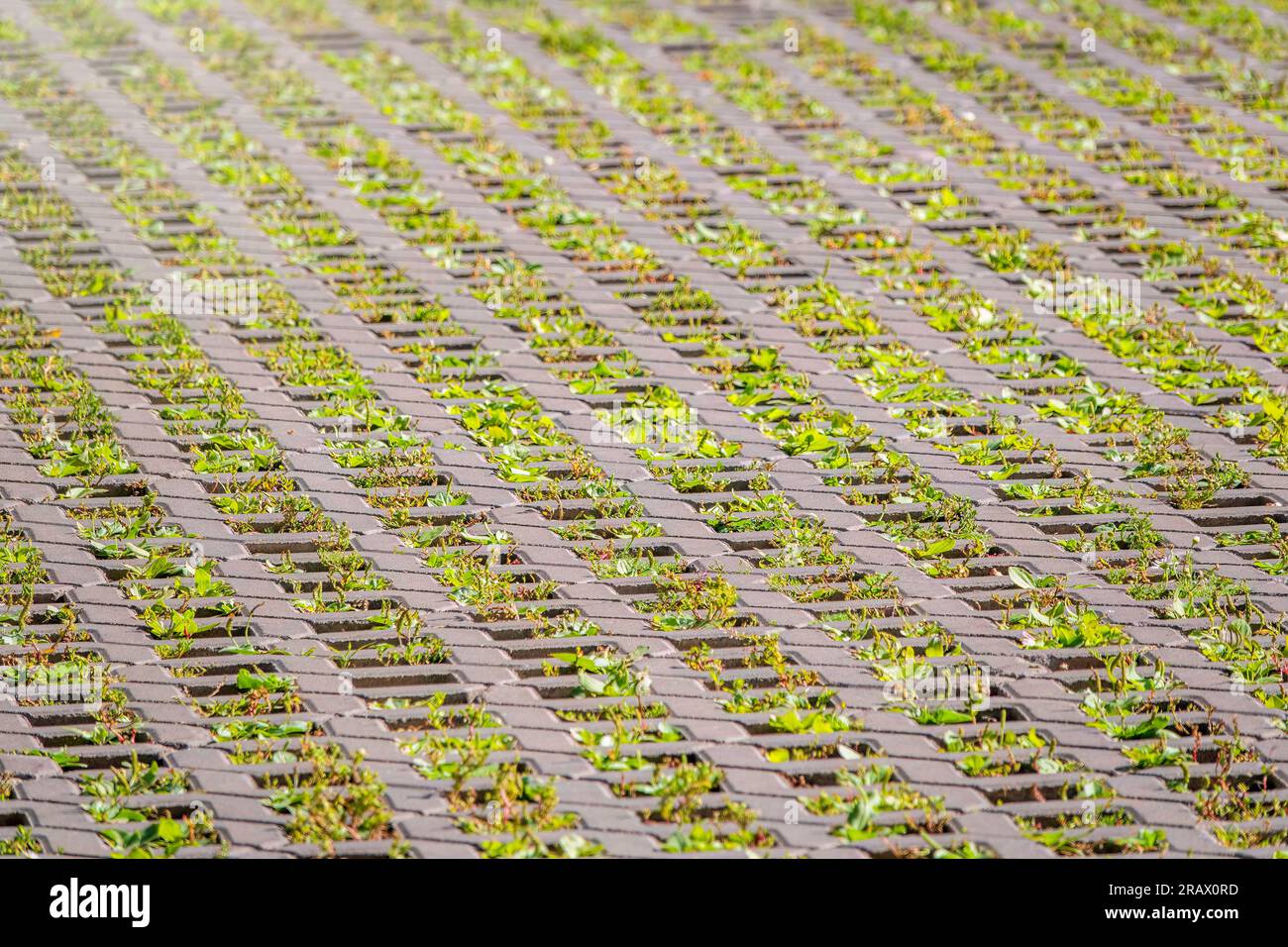 Green grass growing through the cobble stones, outdoor garden flooring