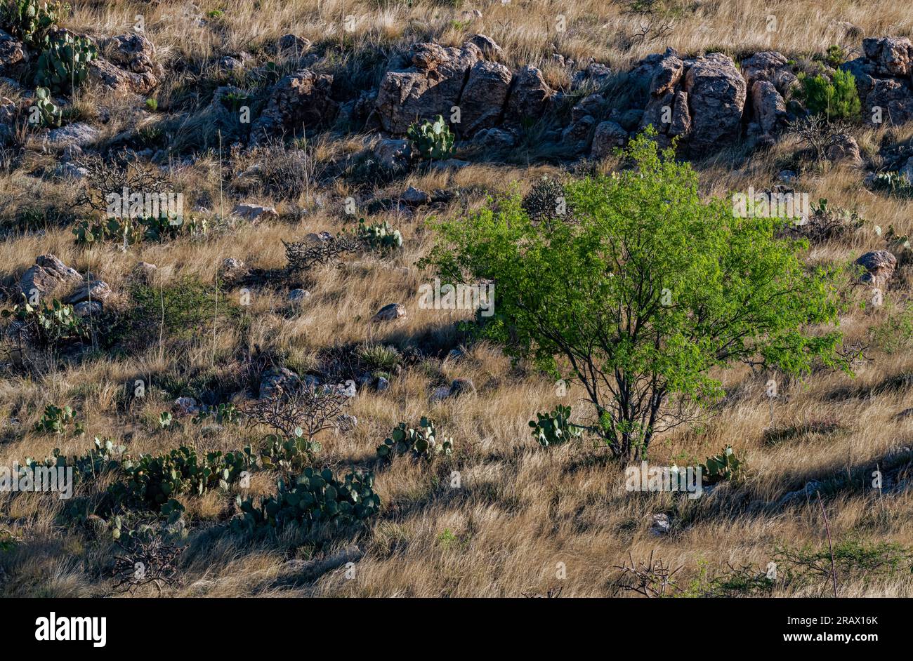 Grasses dominate the hillside withan isolated Mesquite tree and Prockly ...