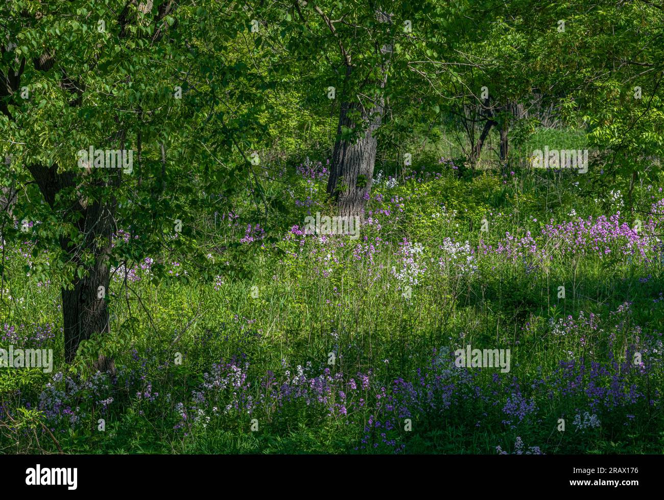 Woodland Phlox grows in abundance in an opening in the woodland at McDowell Grove Forest Preserve, DuPage County, Illinois Stock Photo