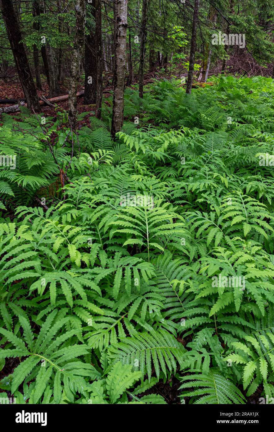 Bracken Pteridium aquilinum) and Sensitive (Onoclea sensibilis) Ferns fill the forest floor along the Fern Trail at Mink River Estuary Nature Conserva Stock Photo