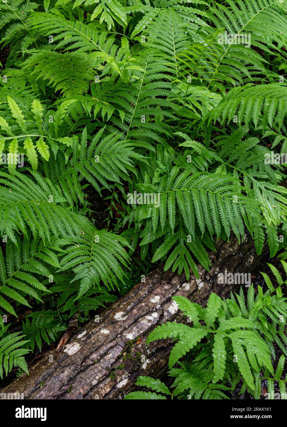 Bracken (Pteridium aquilinum) and Sensitive (Onoclea sensibilis) Ferns grow around a fallen log at the Mink River Estuary Nature Conservancy, Ellison Stock Photo