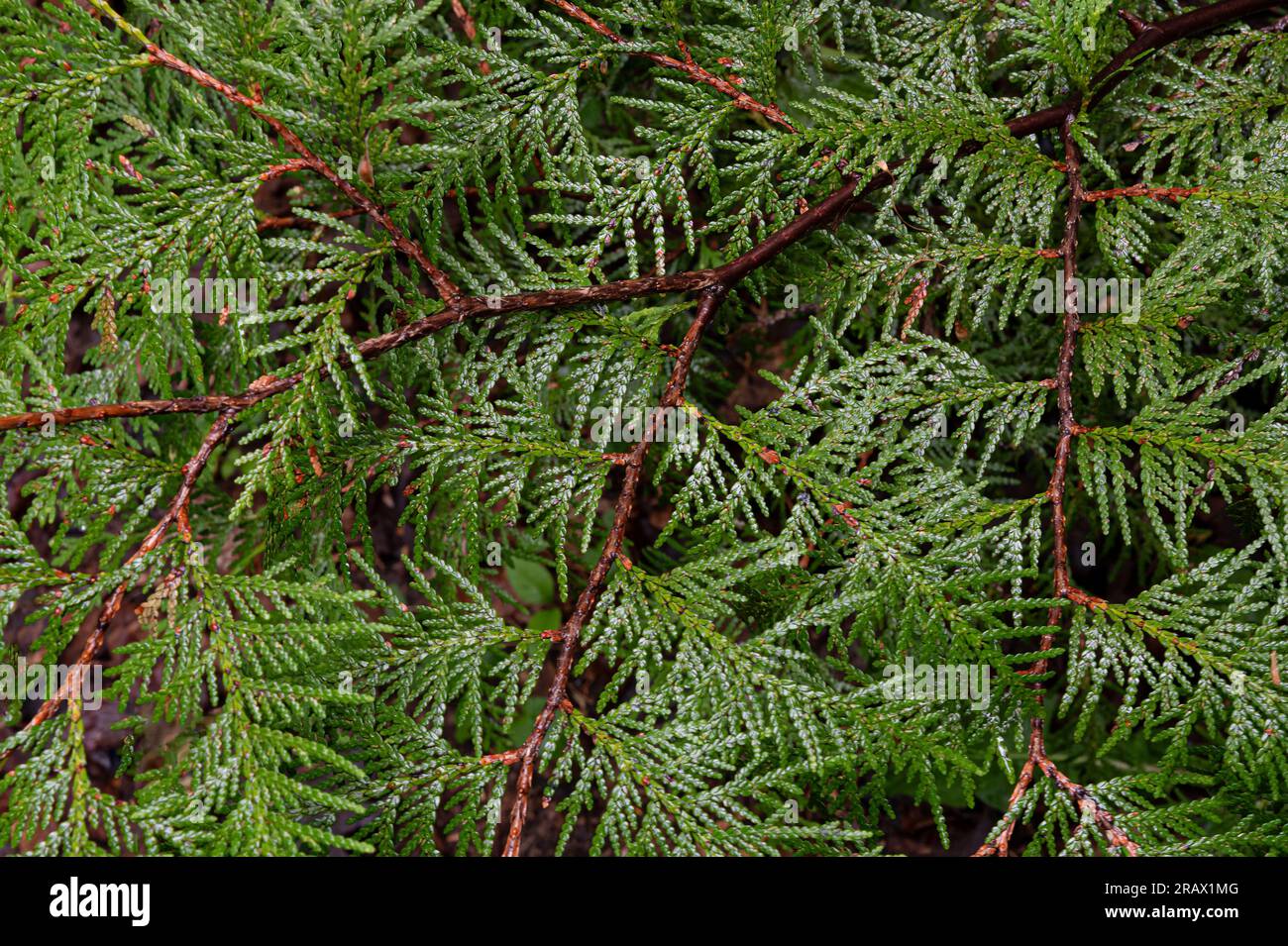 Northern White Cedar branches vretae a pattern while wet after a rain