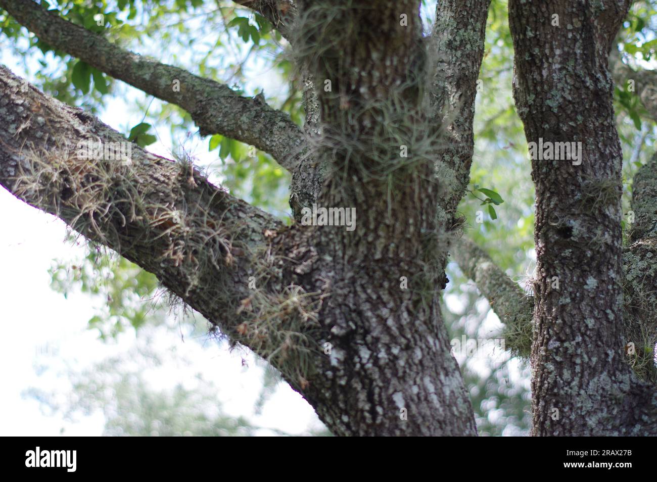 Sand Live Oak Tree in Florida Stock Photo