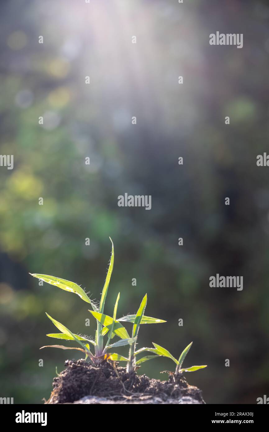 small tree growing on soil in garden with sunshine. eco earth Stock ...