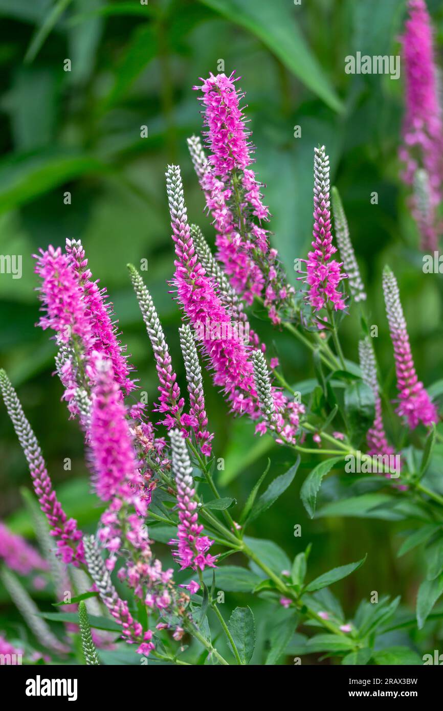 Macro abstract texture background of rosy pink veronica spicata (spike speedwell) flowers in bloom, with defocused background Stock Photo