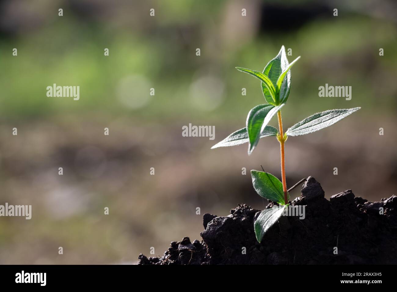 small tree growing on soil in garden with sunshine. eco earth Stock ...