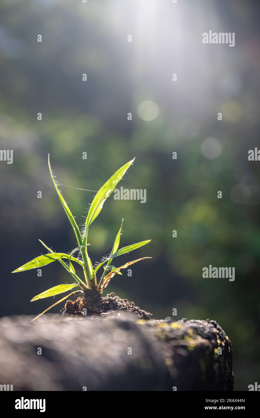 small tree growing on soil in garden with sunshine. eco earth Stock ...