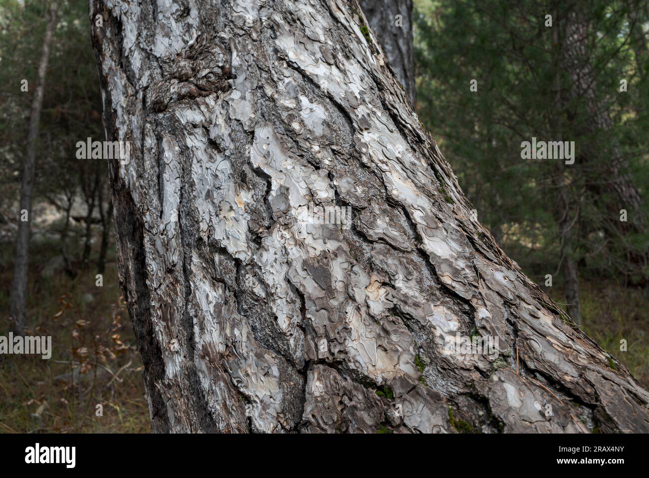 Bark of Austrian pine, Pinus nigra. Photo taken in the Natural Park of Cazorla, Segura y las Villas, in the province of Jaen, Andalusia, Spain Stock Photo