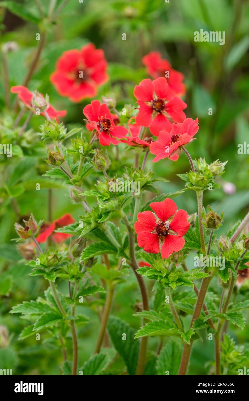 Potentilla Gibson's Scarlet, cinquefoil Gibson's Scarlet, herbaceous perennial, dark green, palmate leaves, stems  brilliant scarlet, dark-eyed single Stock Photo