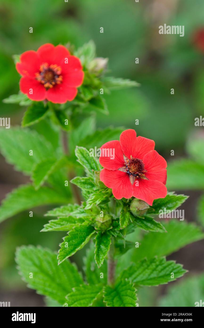 Potentilla Gibson's Scarlet, cinquefoil Gibson's Scarlet, herbaceous perennial, dark green, palmate leaves, stems  brilliant scarlet, dark-eyed single Stock Photo