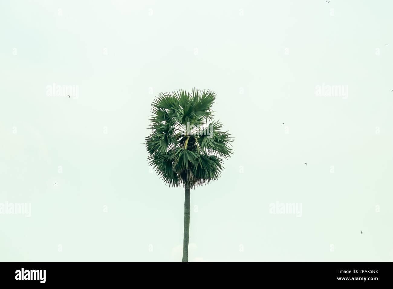 It is also called the Sugar Palm Fruit which comes with benefits