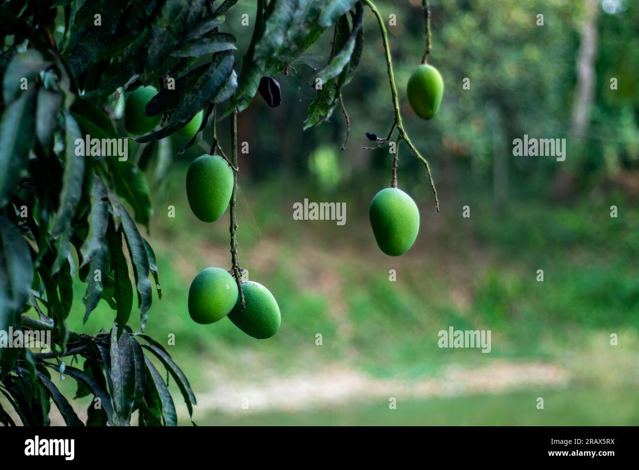 Raw mangoes are rich in Vitamin C, which may help reduce the risk of