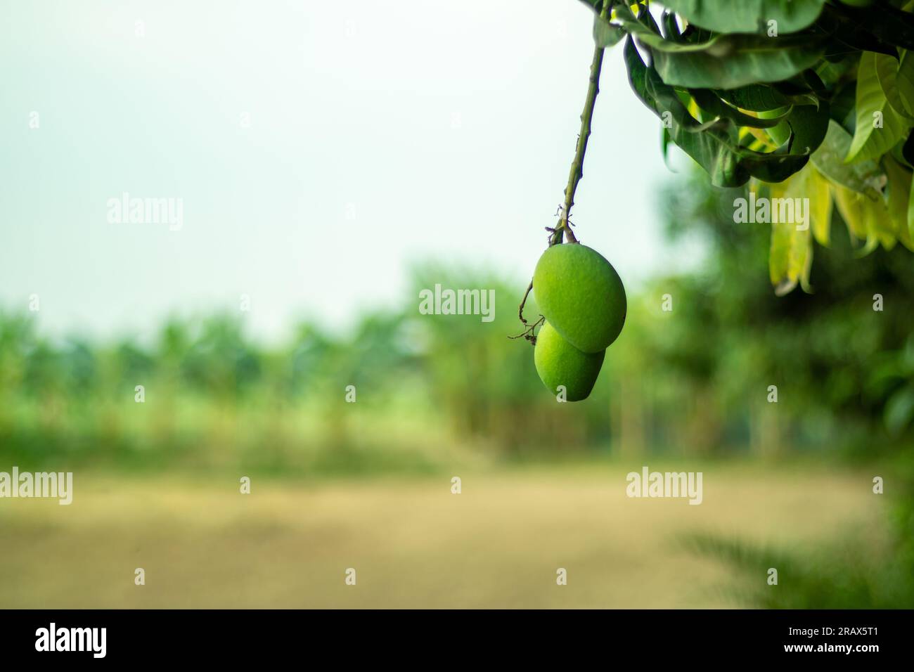 Green mango is a popular fruit and is available in most seasons of the year. Mangoes contain a lot of essential nutrients for pregnancy and others Stock Photo
