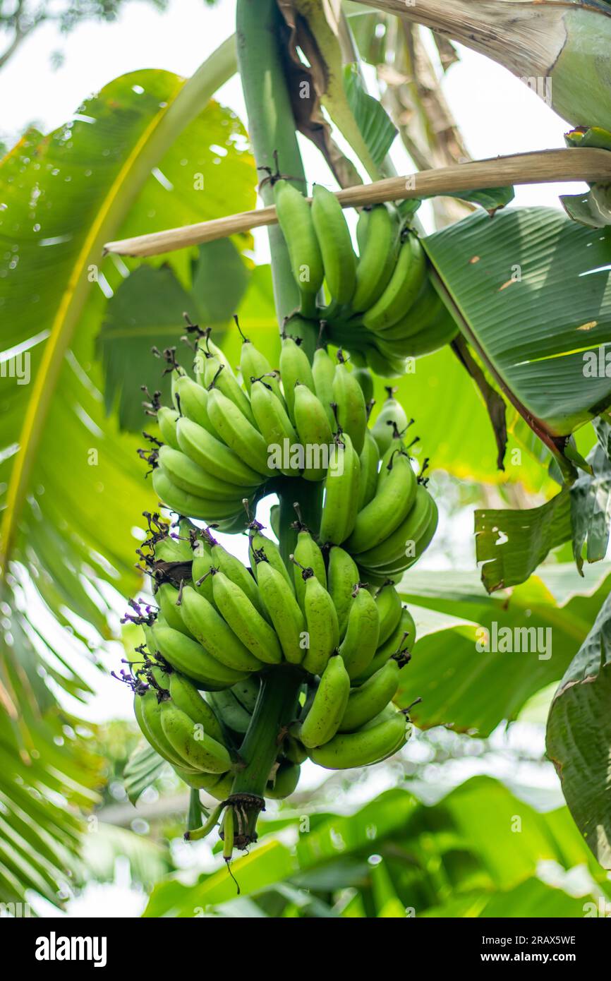 Green bananas are laden with a wealth of dietary fiber, which is