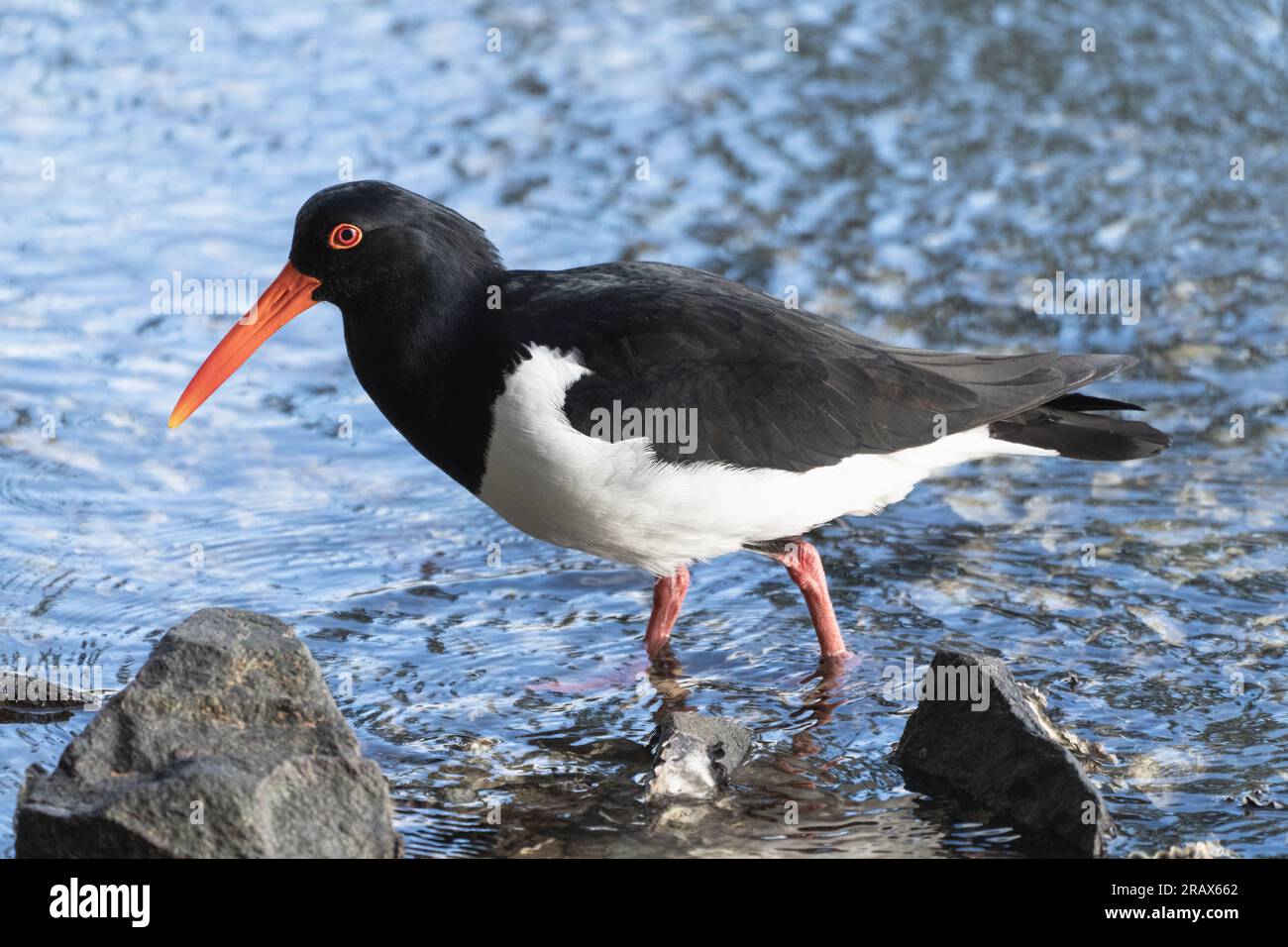 An amazing sight unfolds as an oystercatcher bird gracefully walks on ...
