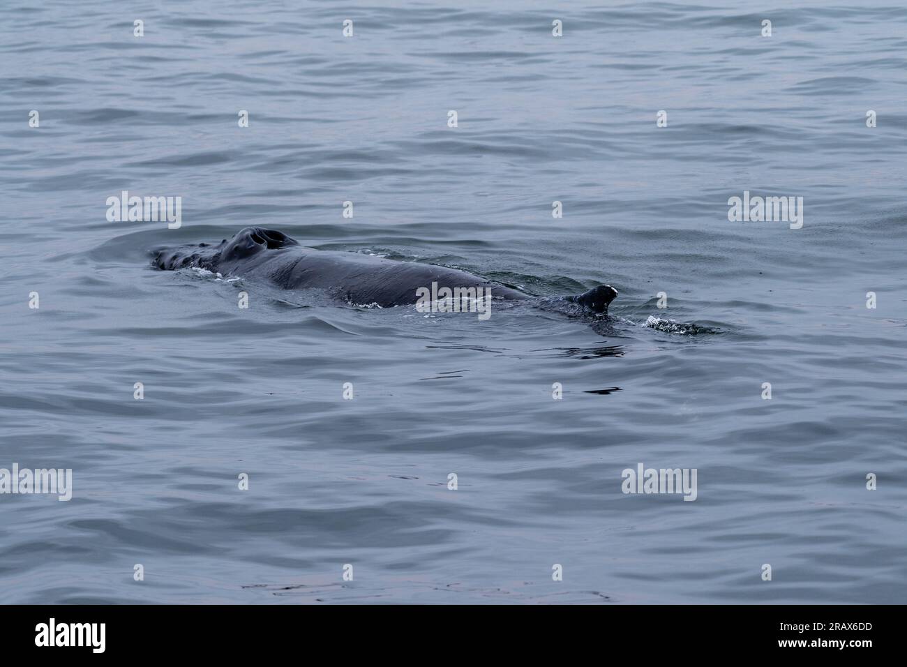 Blow hole and dorsal fin of a surfacing whale, in Walvis Bay, Namibia. Stock Photo