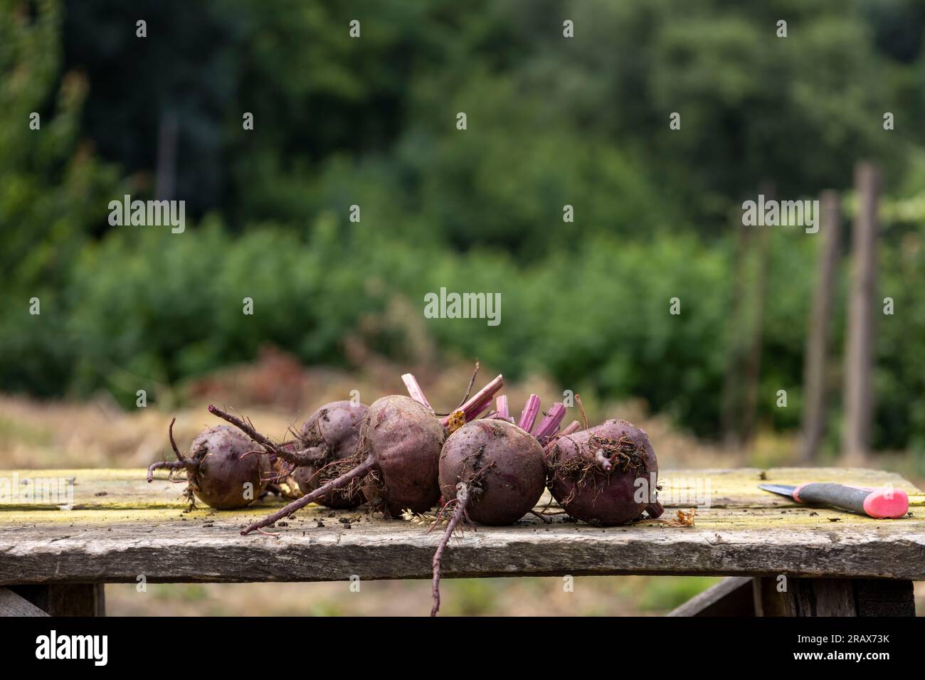 young, dirty, fresh beets on a board. Blurred background Stock Photo