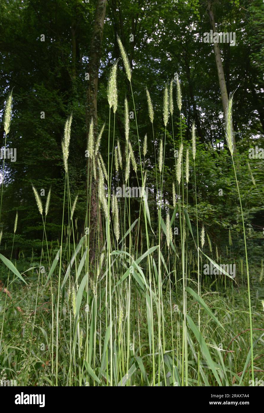 Wood Barley - Hordelymus europaeus Stock Photo