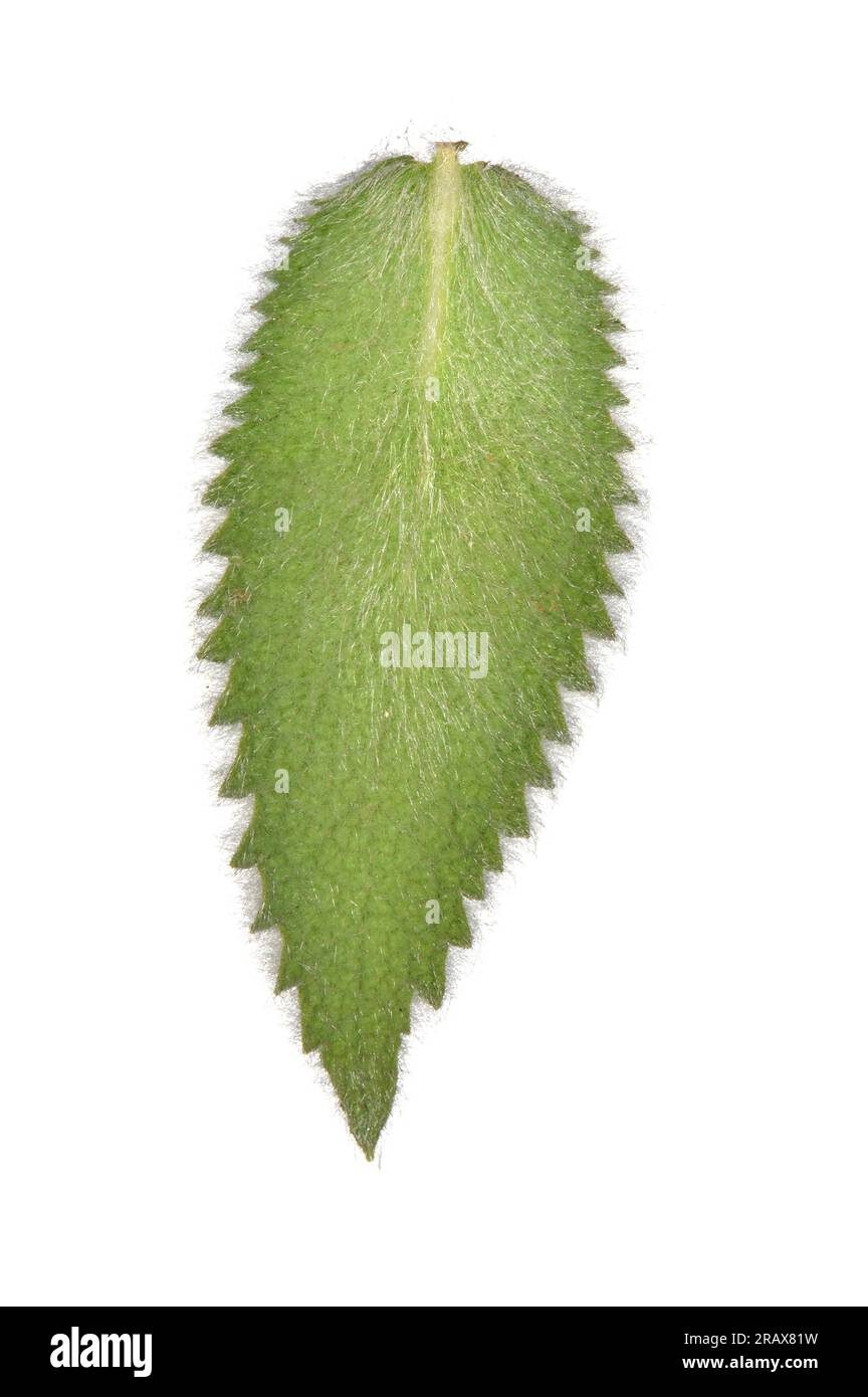 Downy Woundwort - Stachys germanica Stock Photo