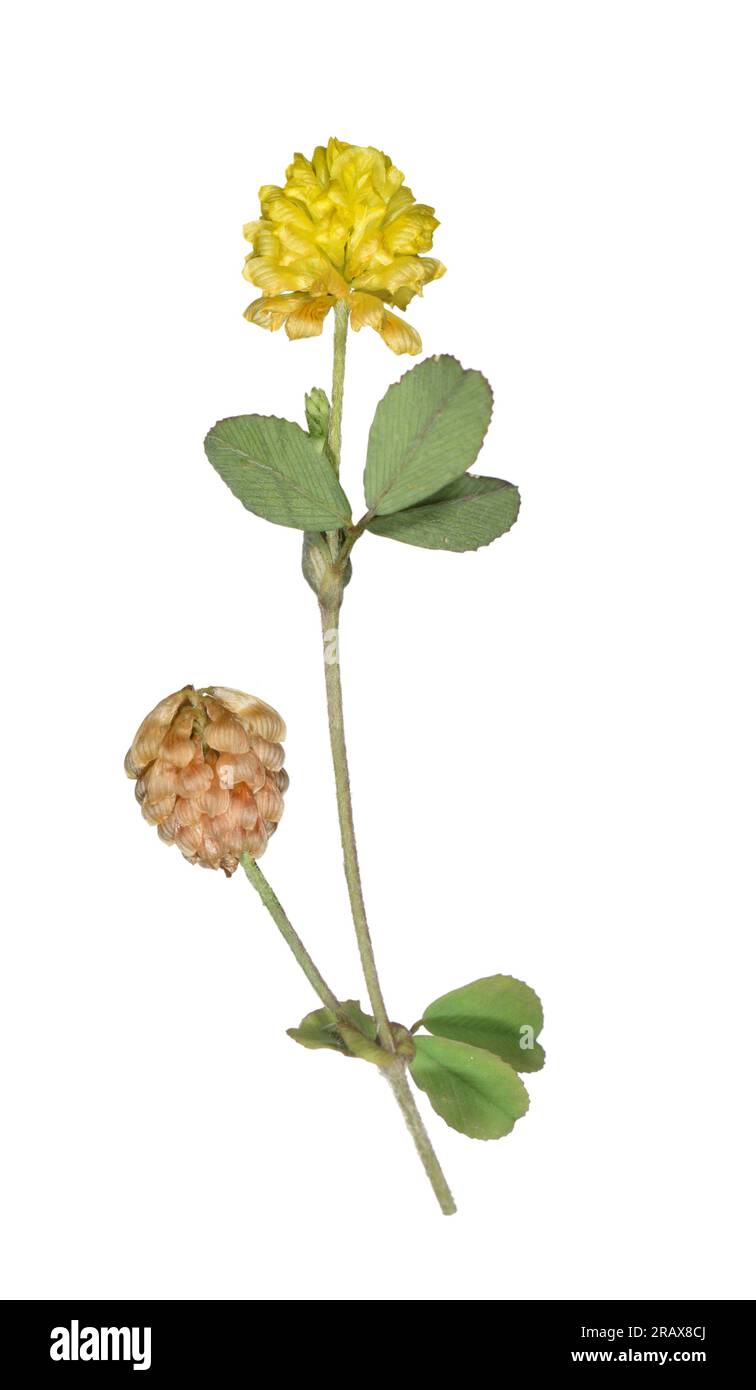 Hop Trefoil - Trifolium campestre Stock Photo