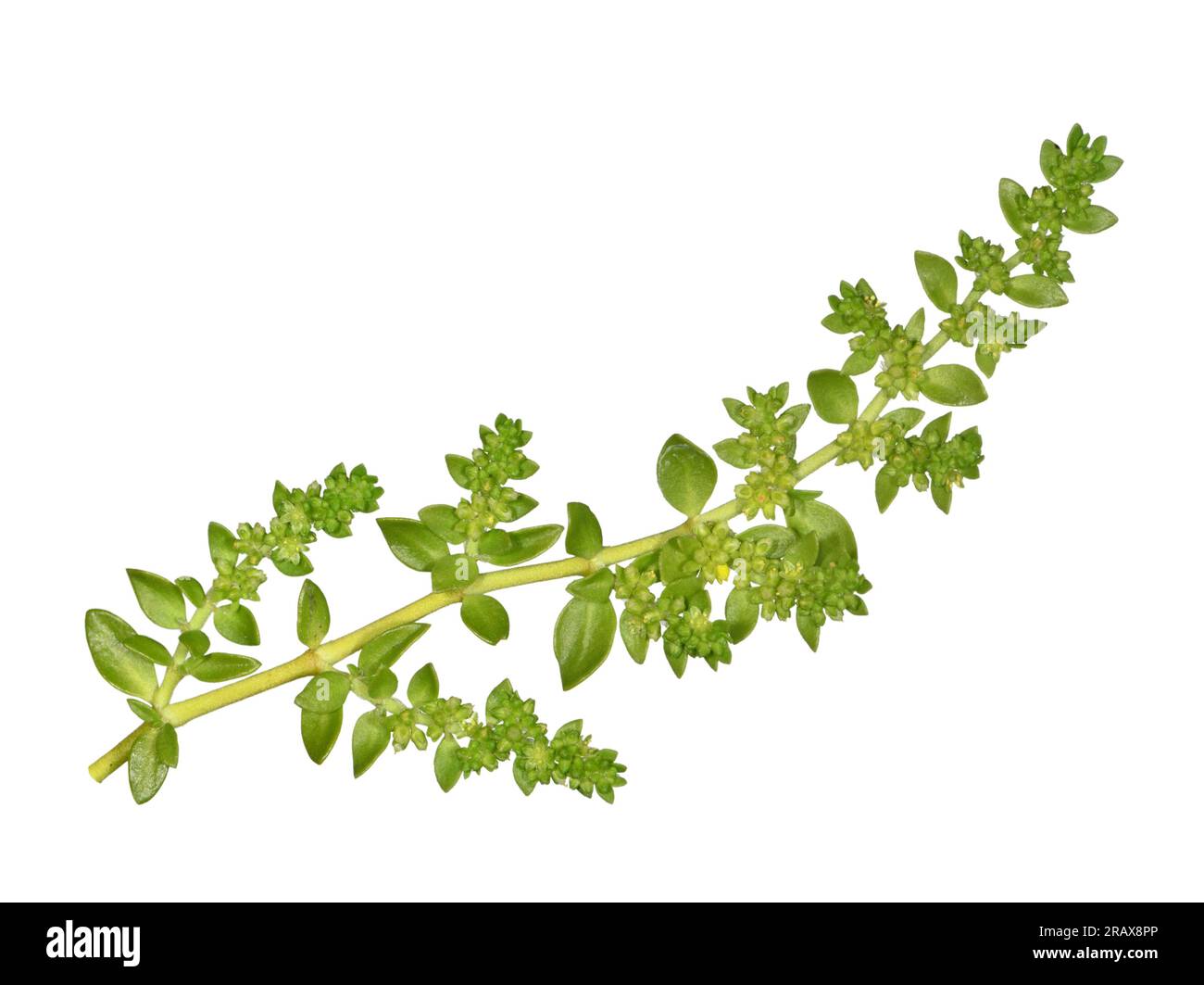 Smooth Rupturewort - Herniaria glabra Stock Photo