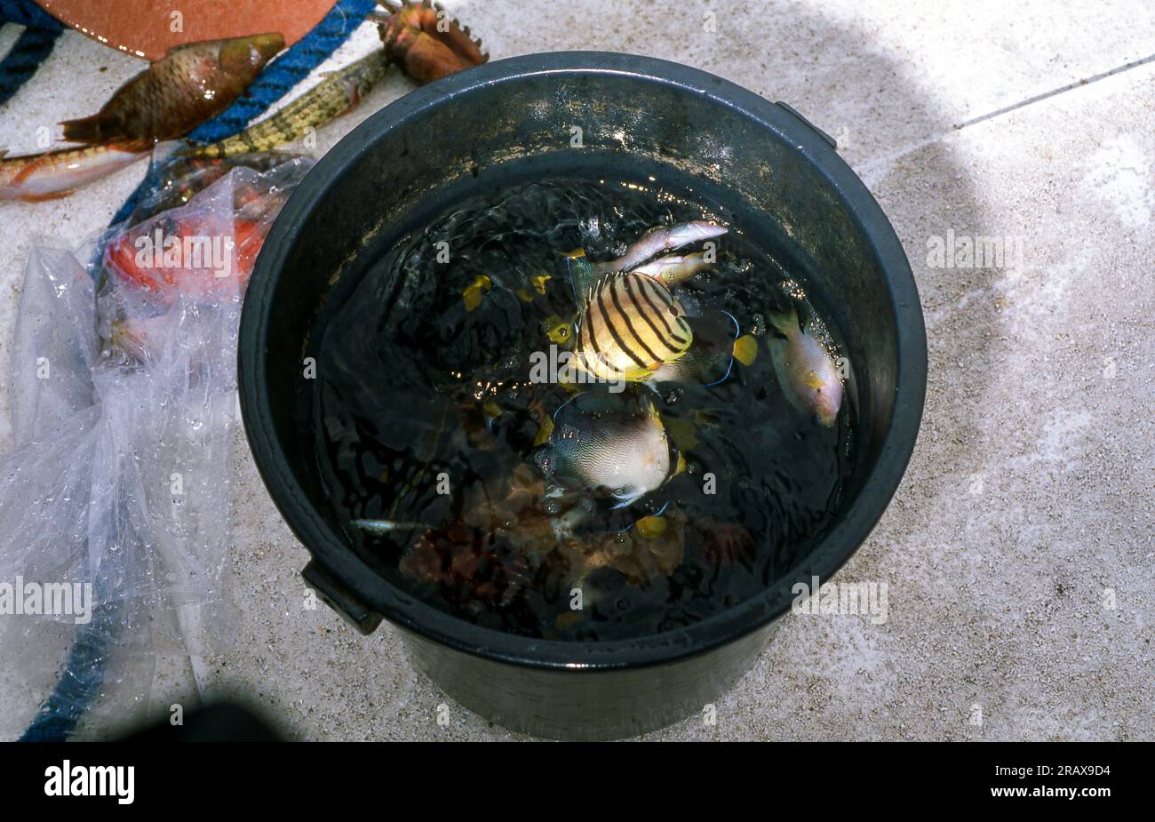 A bucket with newly collected aquarium fishes caught on a reef in the