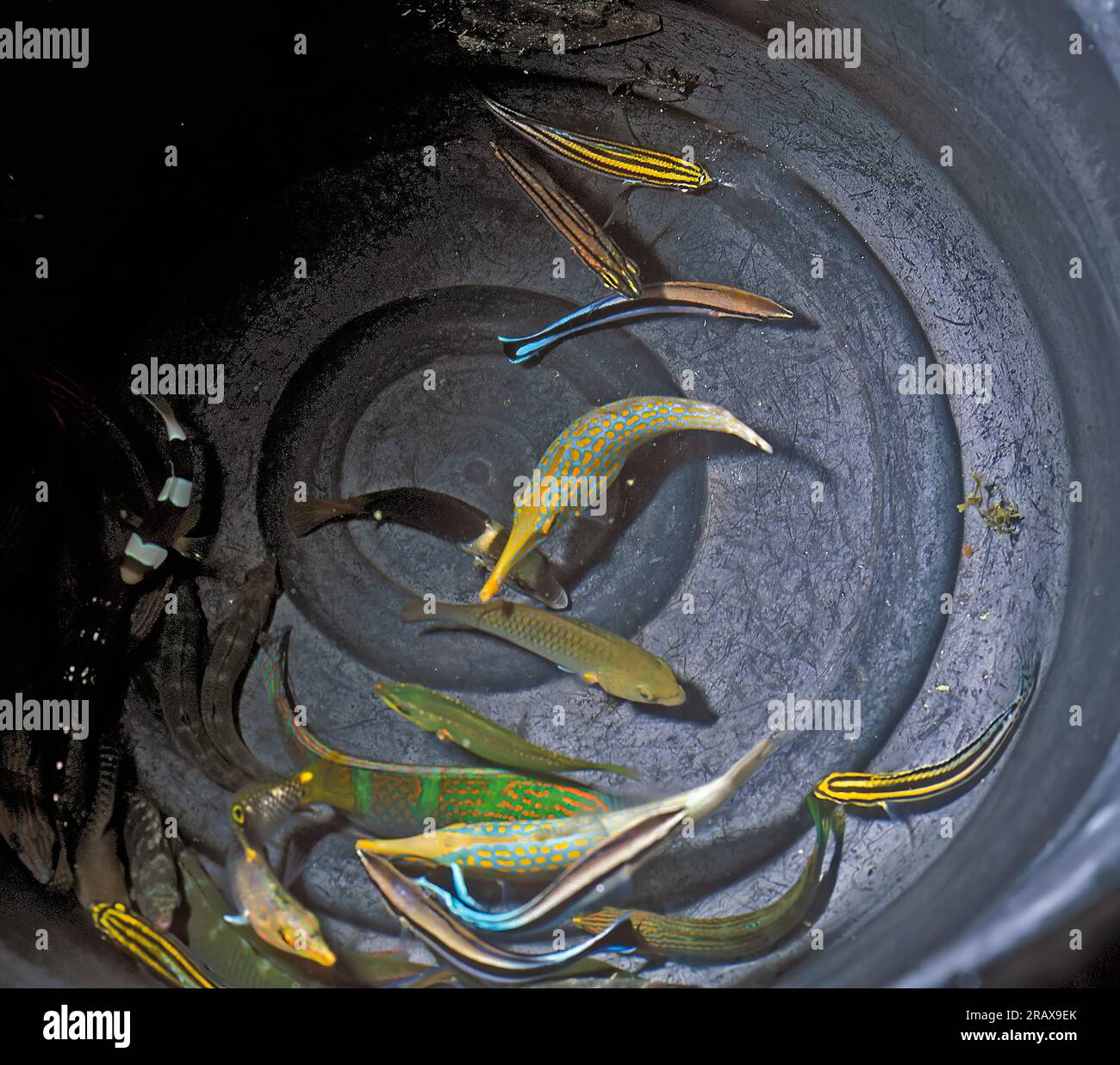 A bucket with newly collected aquarium fishes caught on a reef in the
