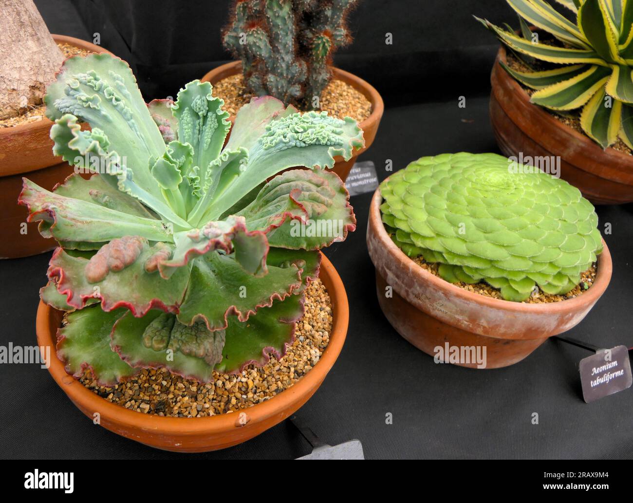 BBC gardens Birmingham UK 2023 Stock Photo - Alamy