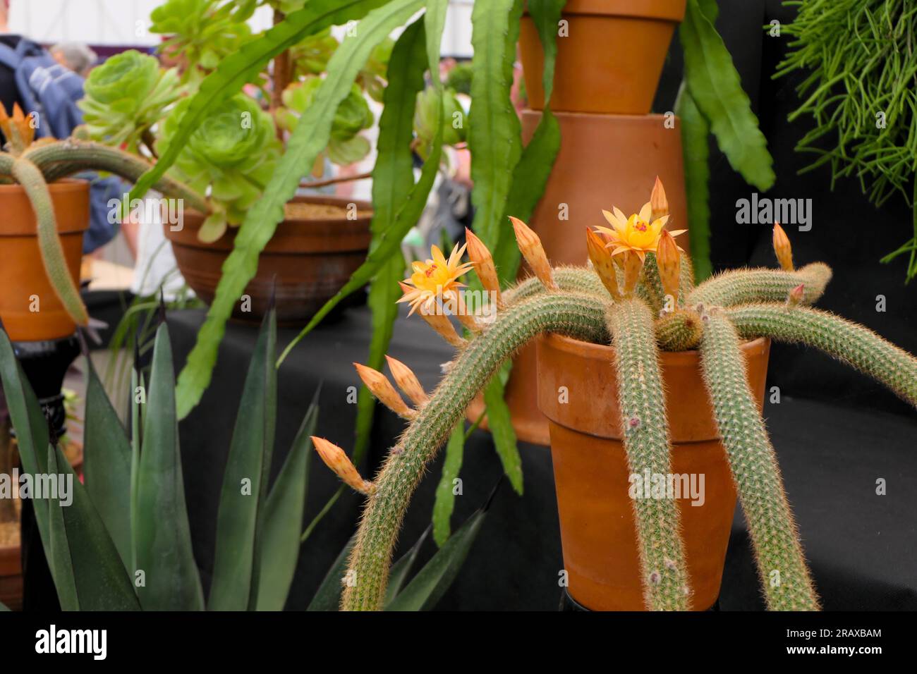 BBC gardens Birmingham UK 2023, Stock Photo