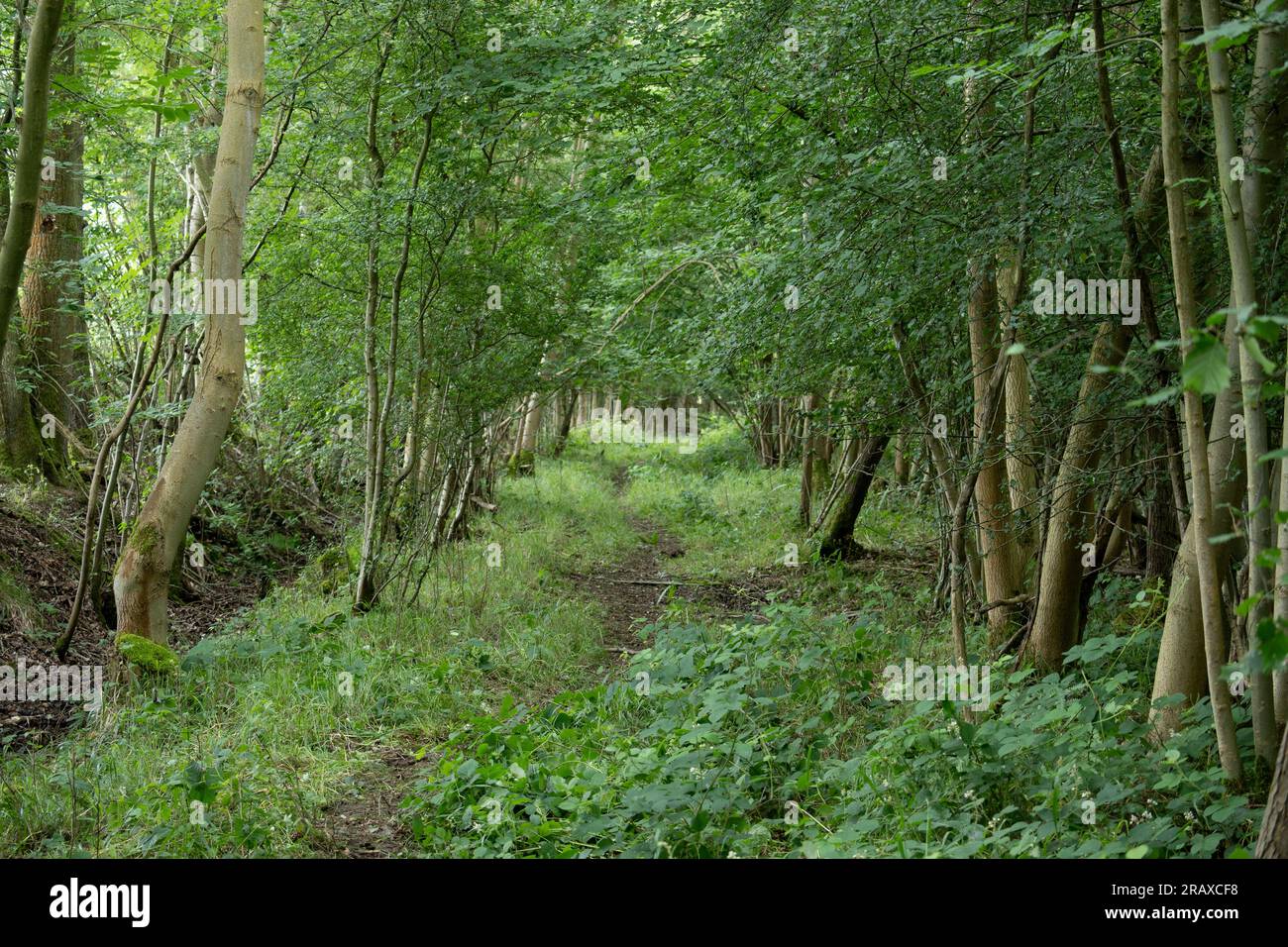 Wolford Wood, Warwickshire, England, UK Stock Photo