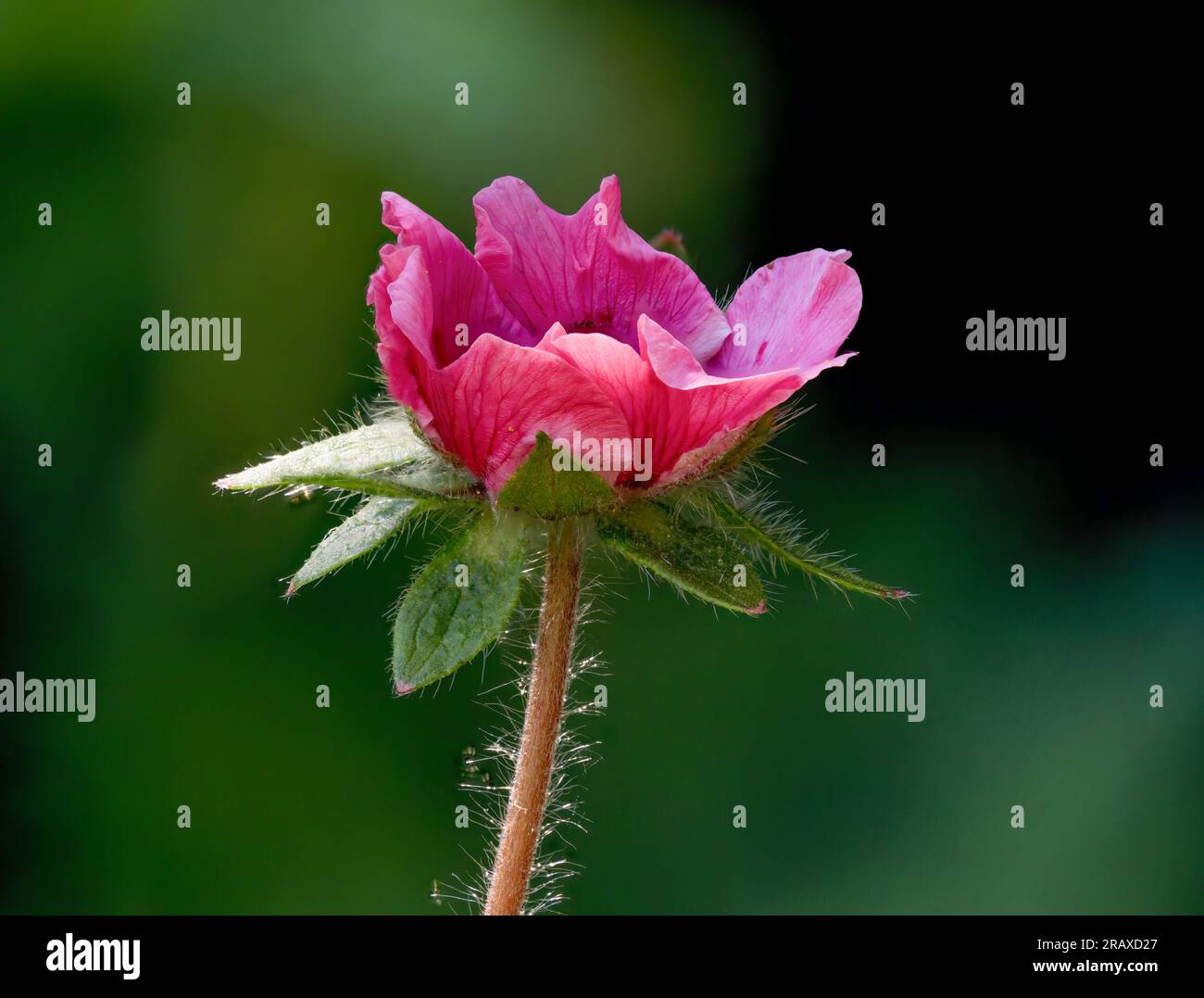 Cerise pink Potentilla flower Stock Photo