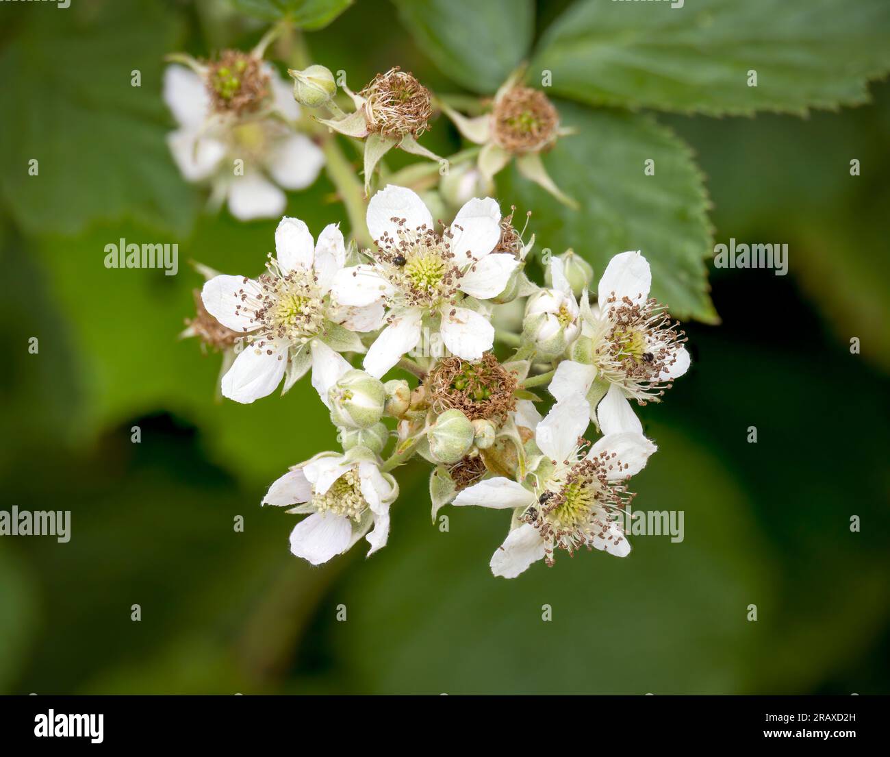 A mass of white Bramble, (wild Blackberry), flowers Stock Photo