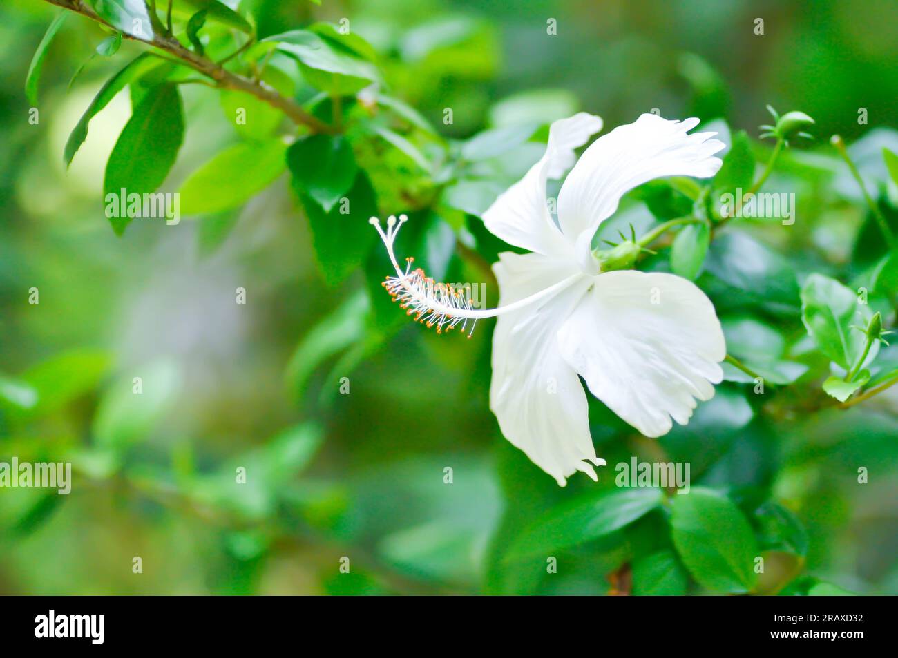 Chinese rose or Hibiscus or white flower Stock Photo
